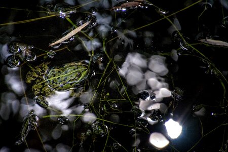 Amphibian animal dark