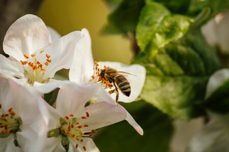Honeybee pollination bloom