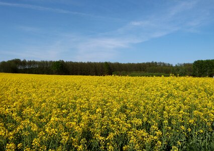 Flowers meadow floral