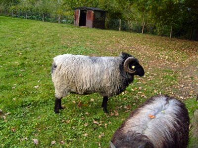 Gray sheep 