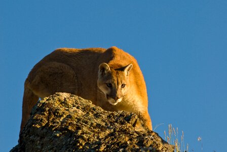 Cougar cat carnivore photo