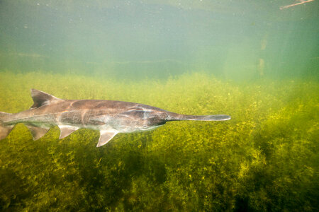 American paddlefish-4