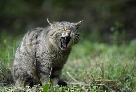 Animal cat cute