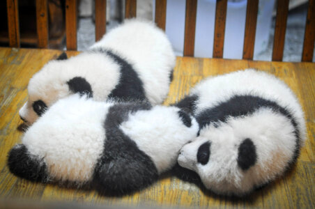 Baby pandas, Chengdu Research Base of Giant Panda Breeding, China photo
