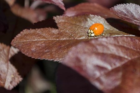 Animal arthropod beetle photo