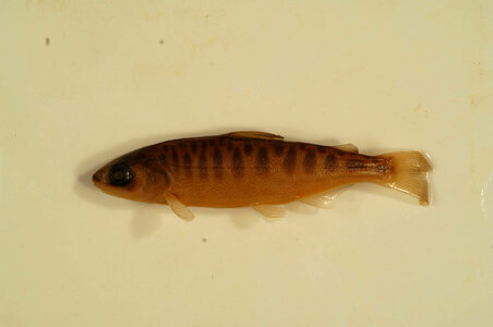 Oncorhynchus tshawytscha-2