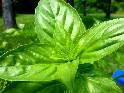 Herb leaf organic photo