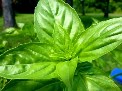 Herb leaf organic