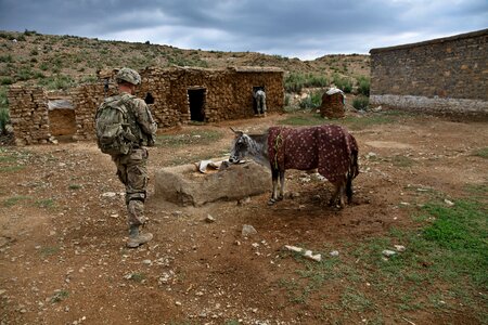 Farm cow us army