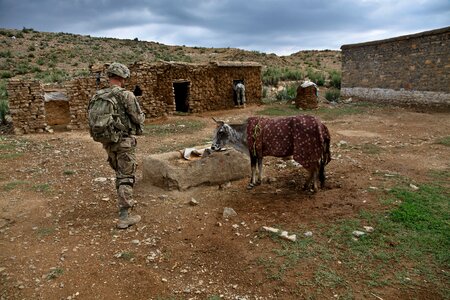 Farm cow us army photo