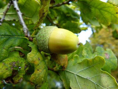 Tree green branch