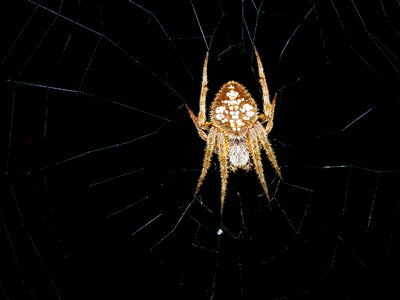 Spider arachnophobia brown photo
