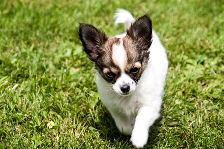 Dogs young cute