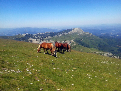 Horses on the high grasslands photo