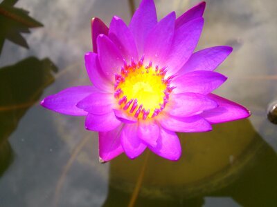 Flower water lily water beautiful