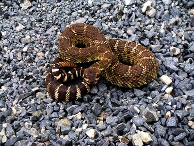 Snake poisonous dangerous photo