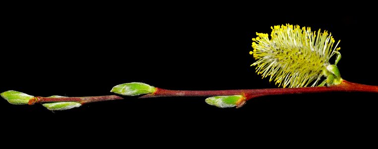 Beautiful Flowers biology blooming