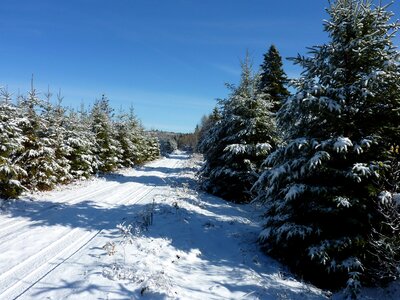 Snow road forest photo
