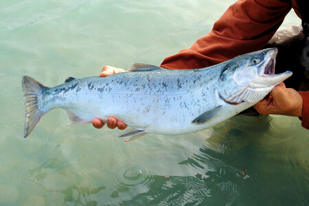 Angler Holding Silver Salmon photo