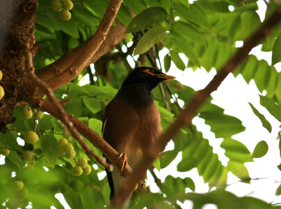 Myna Bird