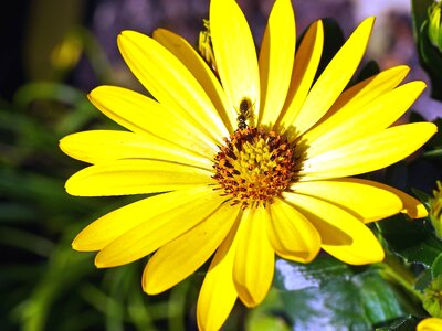 Animal arthropod bee