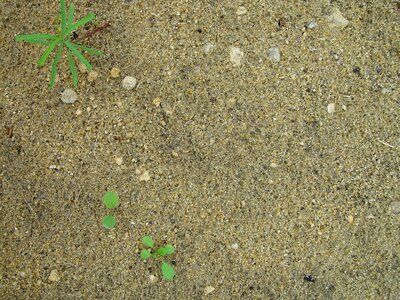 Sand structure weeds