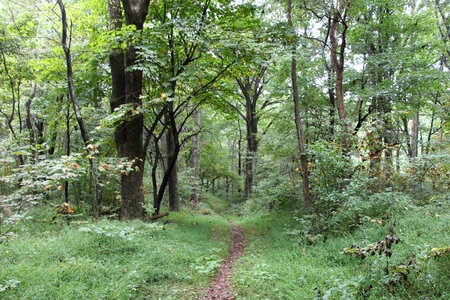 Trail through tall trees in a lush forest, Shenandoah Park photo