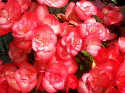 Plants natural blossom