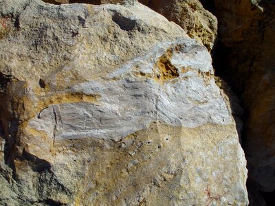 Limestone phylum 