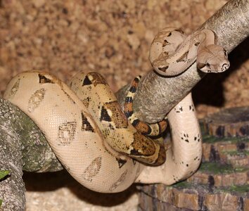 Boa constrictor imperator lurking close up photo
