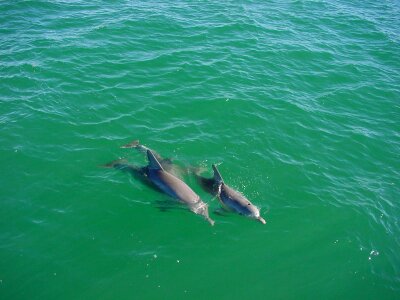 Dolphin mare 