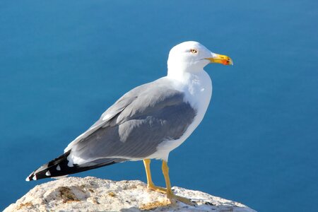Seagull ave bird photo