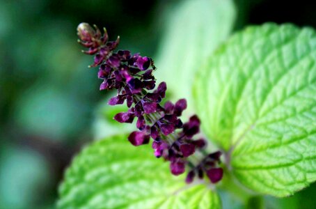 Asian flower flora
