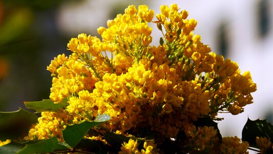 Sunshine spring flower