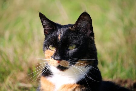 Mieze domestic cat cat face photo