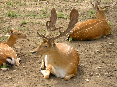 Group of deer in zoo