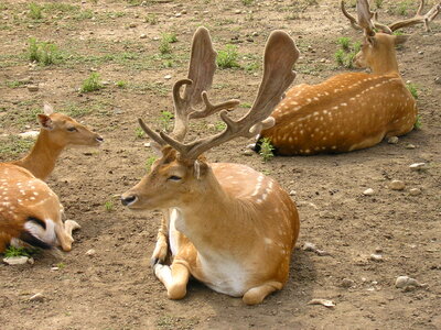 Group of deer in zoo photo