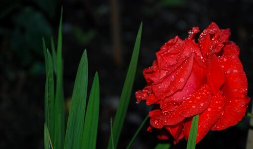 Drops plant nature