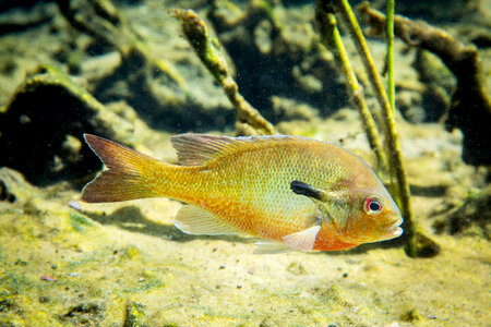 Close-up of Redbreast Sunfish