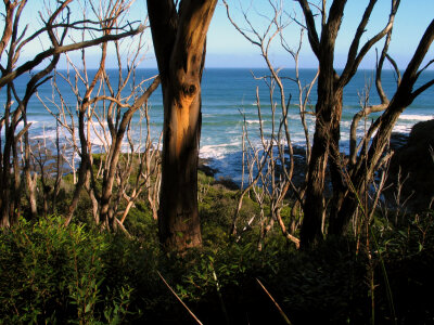 Coastline of Ottways National Park, Victoria, Australia photo