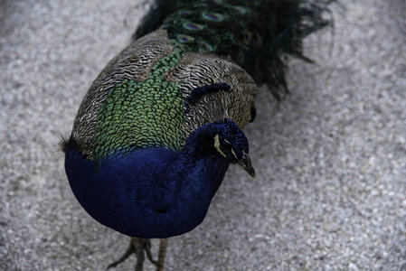 Peacock on the ground