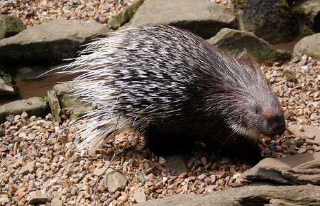 Quills rodent herbivore