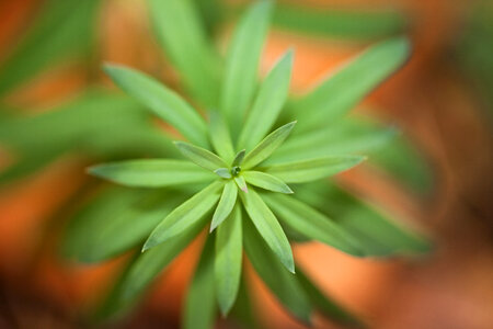 Green plant photo