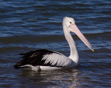Bird black white