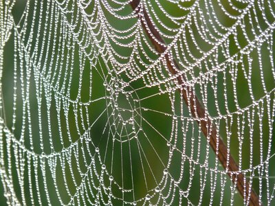 Dewdrop drip spider