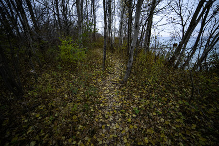 Forest path with leaves on the ground photo