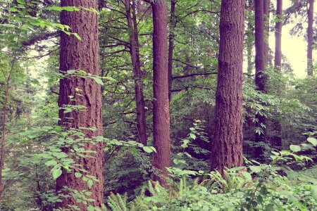 Forest plants trees