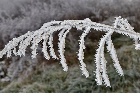 Branch dry frosty photo