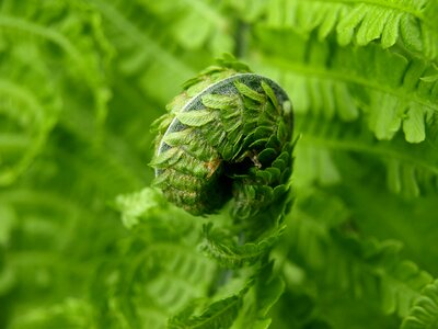 Green plant spring