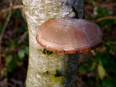Mushrooms on tree tribe log photo